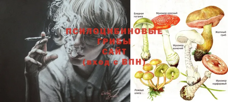 omg сайт  Галич  Псилоцибиновые грибы Psilocybe 